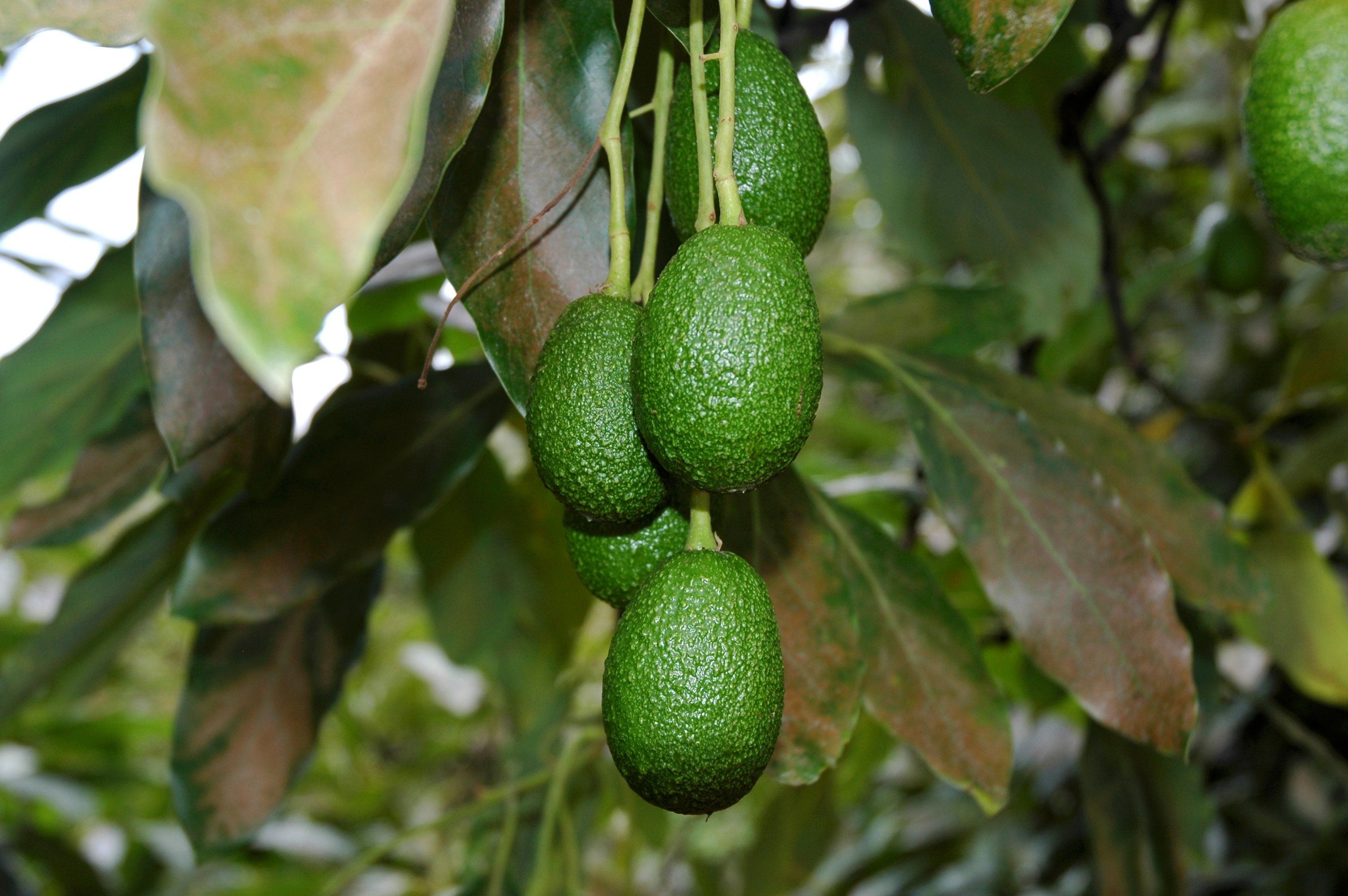Cómo incrementar el rendimiento del cultivo de aguacate
