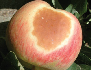 Manzana quemada del sol