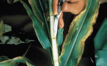 Deficiencia de potasio