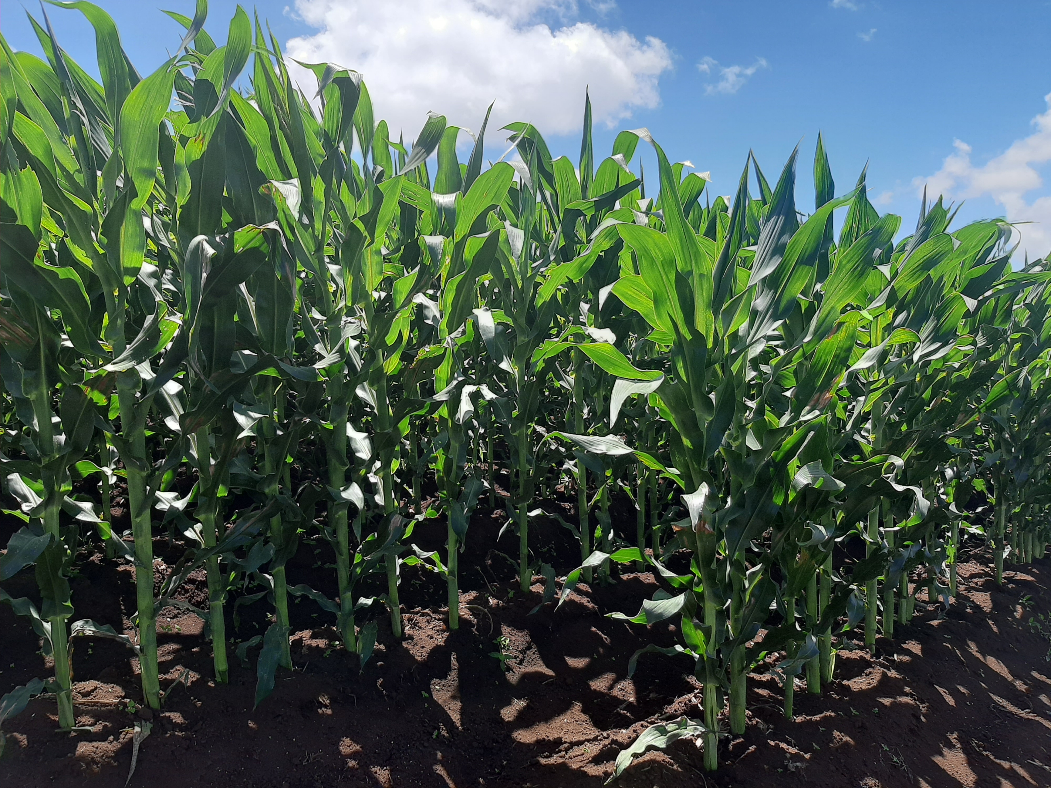 Cultivo de maiz YaraMila NITRCOMPLEX PLUS