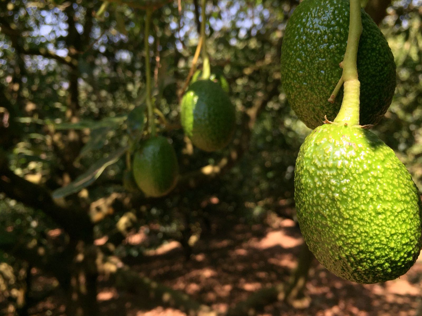 Información esencial aguacate