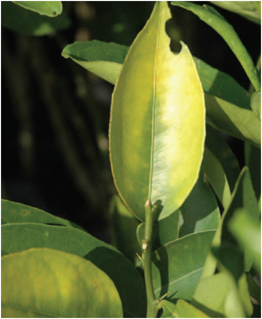 Amarillamiento de las hojas de citricos