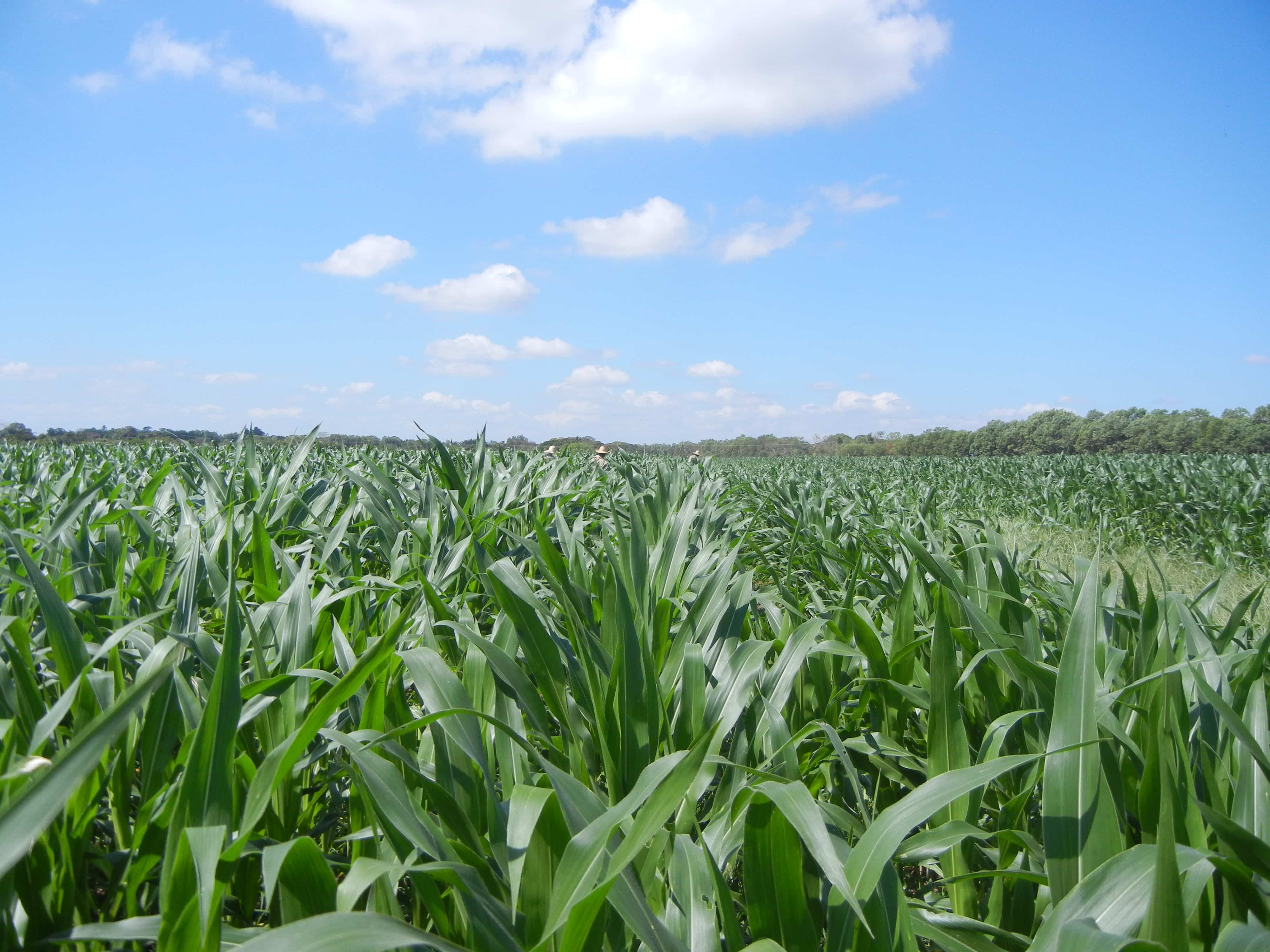 Maiz - Informacion esencial