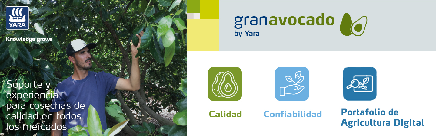 GranAvocado